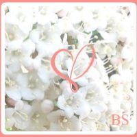 Photo de Infirmière à Ollioules