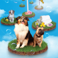 auto-entrepreneur Garde d'animaux Garde d'animaux, tourcoing 