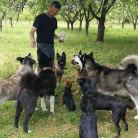 auto-entrepreneur Garde d'animaux Garde d'animaux, CAEN 