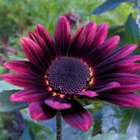 auto-entrepreneur Restauration  Restauration , PAU 