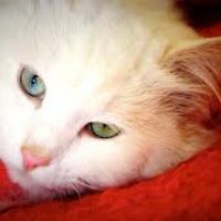 auto-entrepreneur Peintre Peintre, SOLEYMIEU 