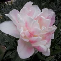 auto-entrepreneur Femme de ménage Femme de ménage, SEPTEME 