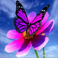 auto-entrepreneur Rédaction & Traduction Rédaction & Traduction, BON ENCONTRE 