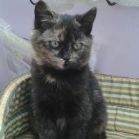 auto-entrepreneur Couvreur Couvreur, VICHY 