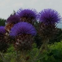 auto-entrepreneur Commercial Commercial, LE BARCARES 