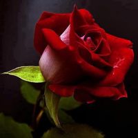 auto-entrepreneur Plâtrier Plâtrier, MONTPELLIER 