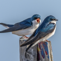 auto-entrepreneur Secrétaire Secrétaire, FLEURY LES AUBRAIS