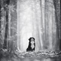 Photo de Médias - spectacle à Coutiches