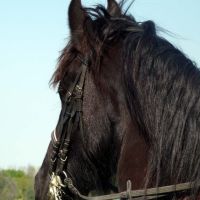 recherche aide entretien et garde animaux L ISLE SUR LA SORGUE