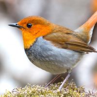 auto-entrepreneur Déménageur Déménageur, ORVAULT 