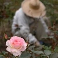 auto-entrepreneur Jardinage Jardinage, CLAMART 