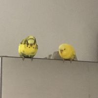 auto-entrepreneur Chauffeur-livreur Chauffeur-livreur, DRANCY 