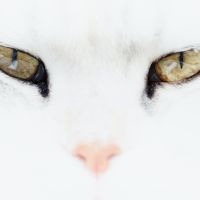 Photo de Spécialiste diverses spécialités à Beaumont Sur Oise