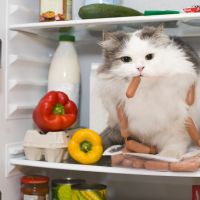 auto-entrepreneur Consultant informatique Consultant informatique, Villeurbanne 