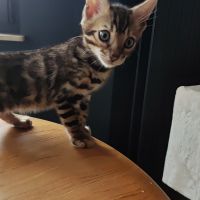 Photo de Femme de ménage à Audun Le Tiche