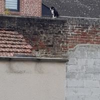 Photo de Femme de ménage à Saint Marcel Du Périgord