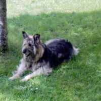 Garde d'animaux à Verchaix