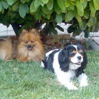 auto-entrepreneur Garde d'animaux Garde d'animaux, nice 06