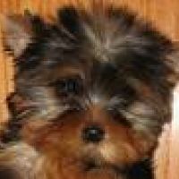 auto-entrepreneur Femme de ménage Femme de ménage, TOULON barbes 83