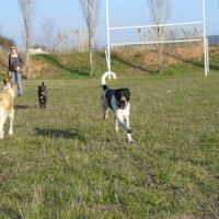 Photo de Garde d'animaux à Le Pradet