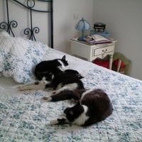 auto-entrepreneur Garde d'animaux Garde d'animaux, AVIGNON 84