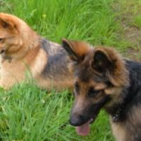 Garde d'animaux à Rosporden