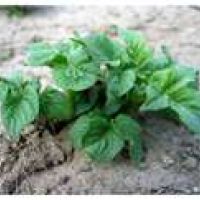 Photo de Jardinage à Torcy