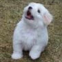 Garde d'animaux à St Germain Les Corbeil