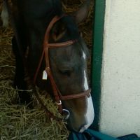 auto-entrepreneur Garde d'animaux Garde d'animaux, CAEN 14