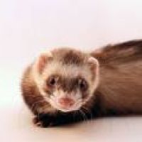 Garde d'animaux à Limeil Brevannes