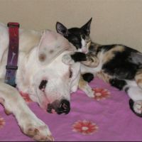 Photo de Garde d'animaux à Antibes