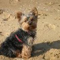 Garde d'animaux à Grosbreuil