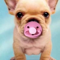 Garde d'animaux à L' Hày Les Roses