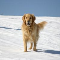 Photo de Garde d'animaux à Biot