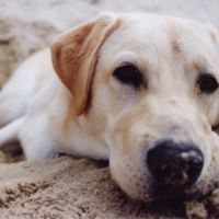 Photo de Garde d'animaux à Croix Chapeau