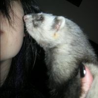 auto-entrepreneur Garde d'animaux Garde d'animaux, MONTPELLIER 34