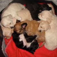 auto-entrepreneur Garde d'animaux Garde d'animaux, ELANCOURT 78