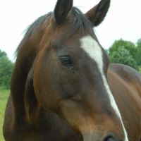 Garde d'animaux à Beynes