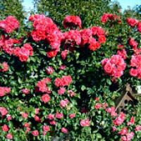 auto-entrepreneur Jardinage Jardinage, MARTIGUES 13