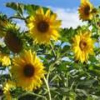 Photo de Infirmière à Bordeaux