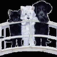 auto-entrepreneur Garde d'animaux Garde d'animaux, LORRIS 45