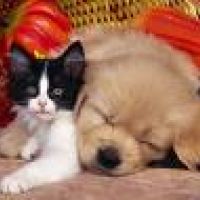 auto-entrepreneur Garde d'animaux Garde d'animaux, SARAN 45