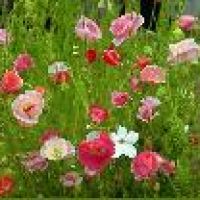 Photo de Jardinage à Linselles