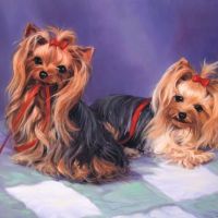 auto-entrepreneur Garde d'animaux Garde d'animaux, LORRIS 45