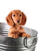 auto-entrepreneur Garde d'animaux Garde d'animaux, AMBERIEU EN BUGEY 01