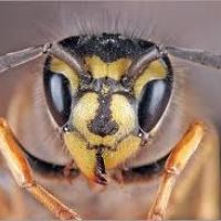 auto-entrepreneur Autres services Autres services, GOURNAY EN BRAY 76