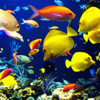 Photo de Garde d'animaux à Lescar