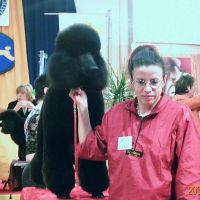 auto-entrepreneur Garde d'animaux Garde d'animaux, QUIMPER 29