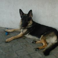 auto-entrepreneur Sécurité  Sécurité , LAMBERSART 59