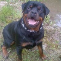 securite gardiennage haut rhin LAUTENBACH